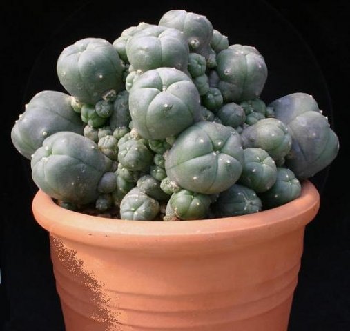 Lophophora_caespitosa